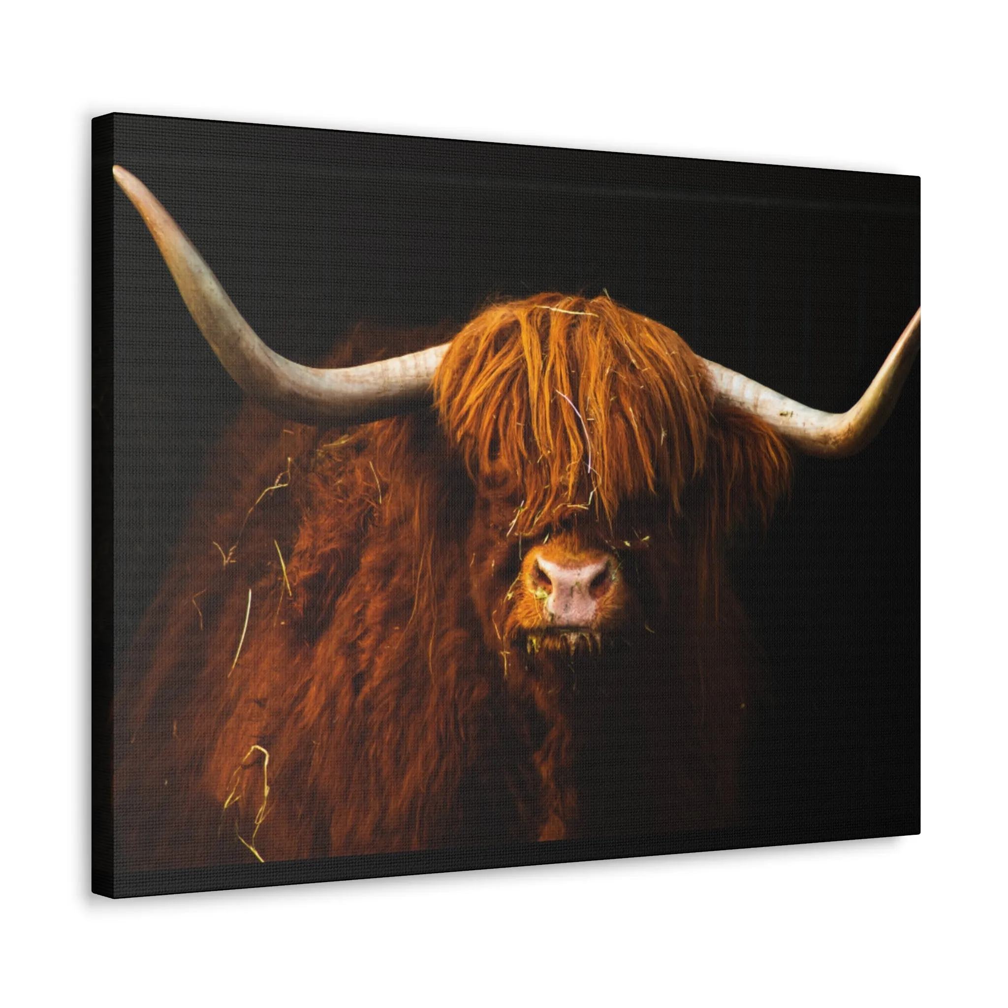 Canvas Gallery Wraps Highland Cow Wall Art