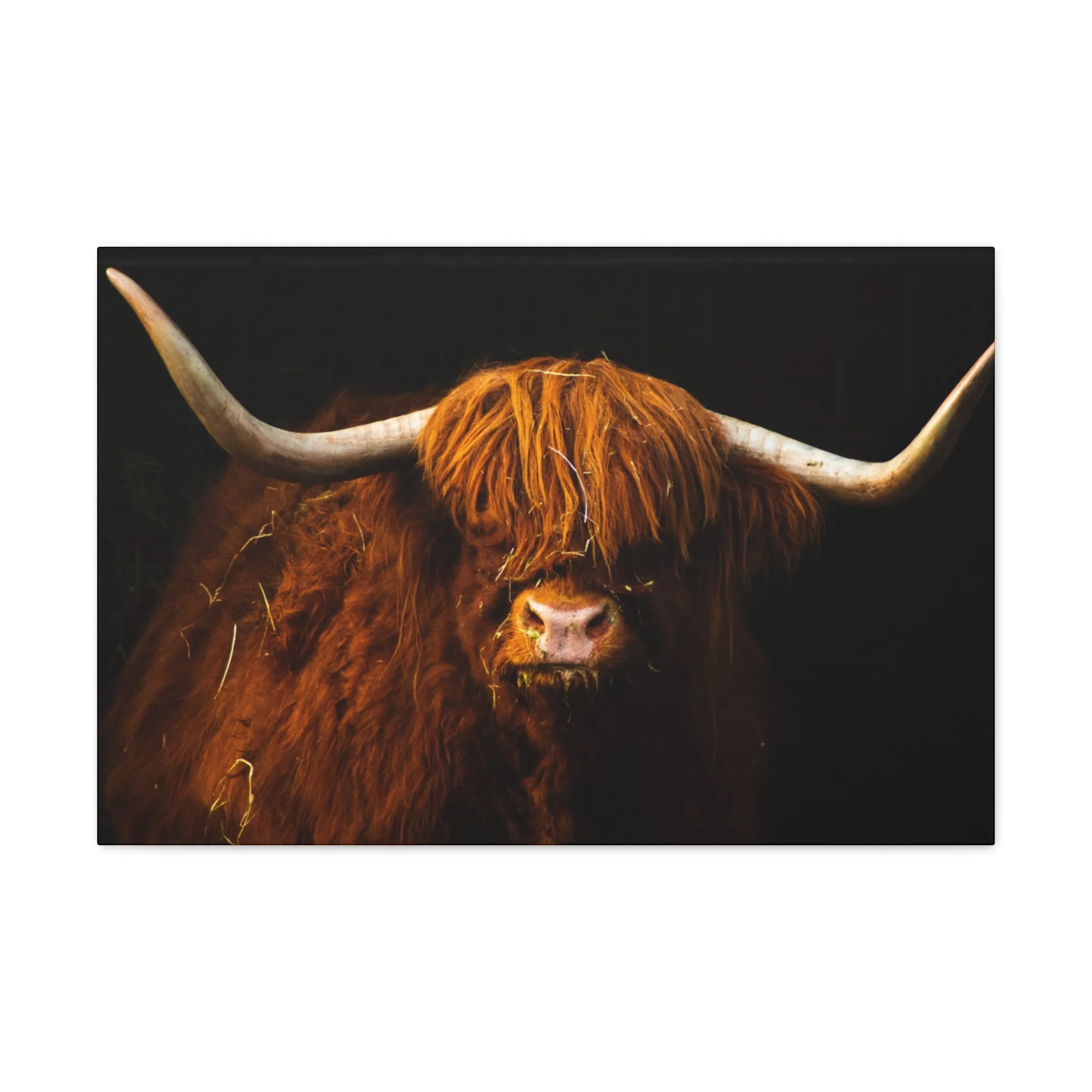 Canvas Gallery Wraps Highland Cow Wall Art