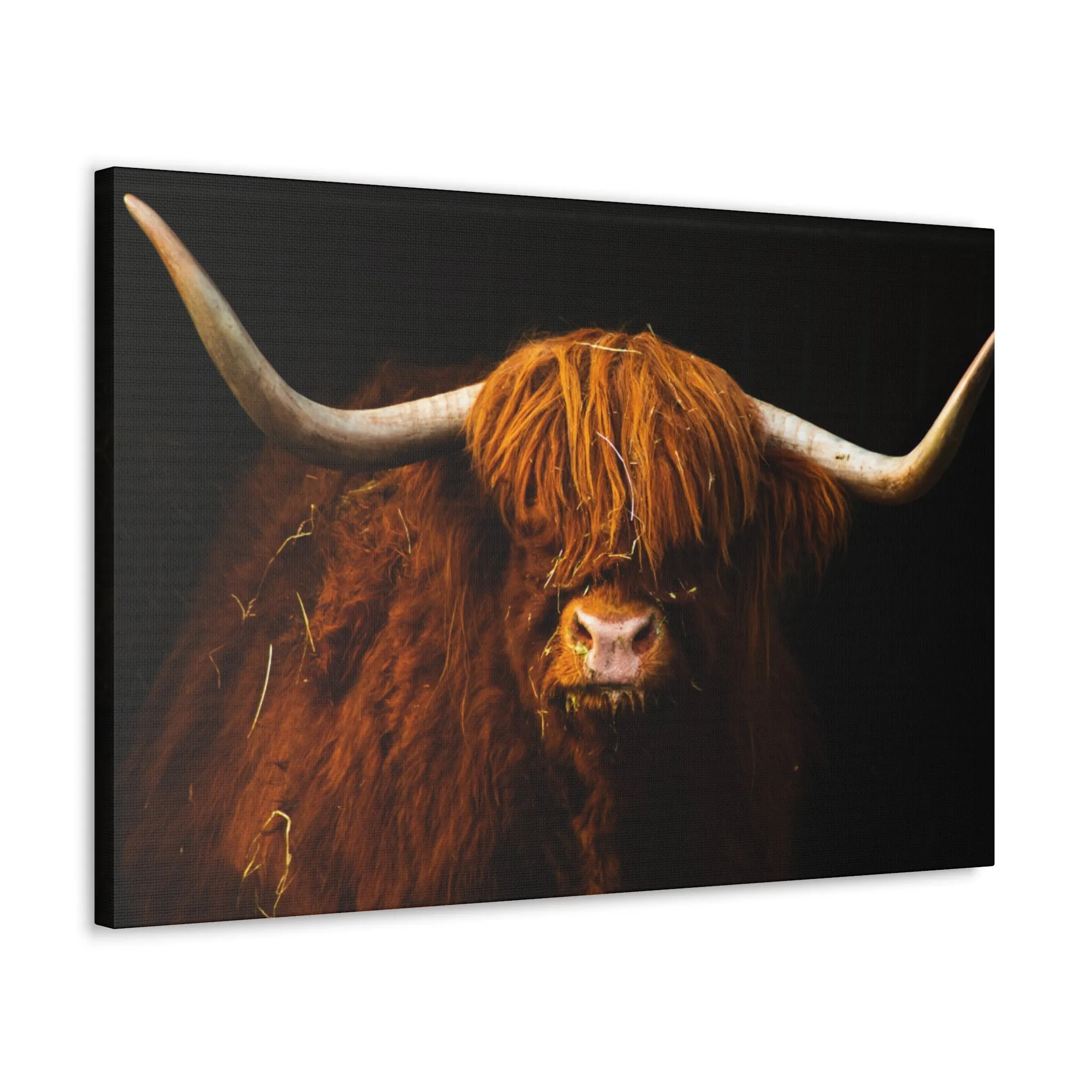 Canvas Gallery Wraps Highland Cow Wall Art