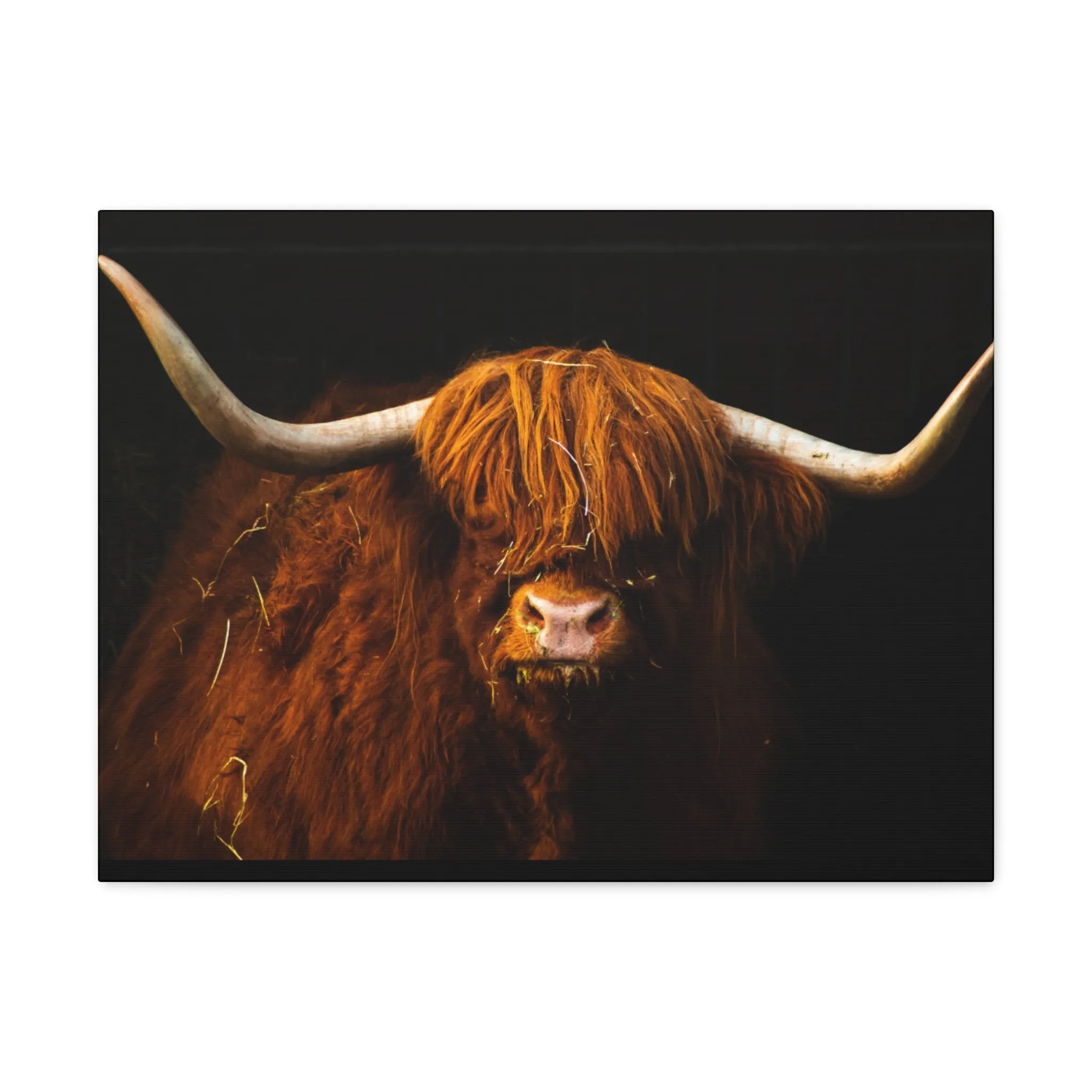 Canvas Gallery Wraps Highland Cow Wall Art