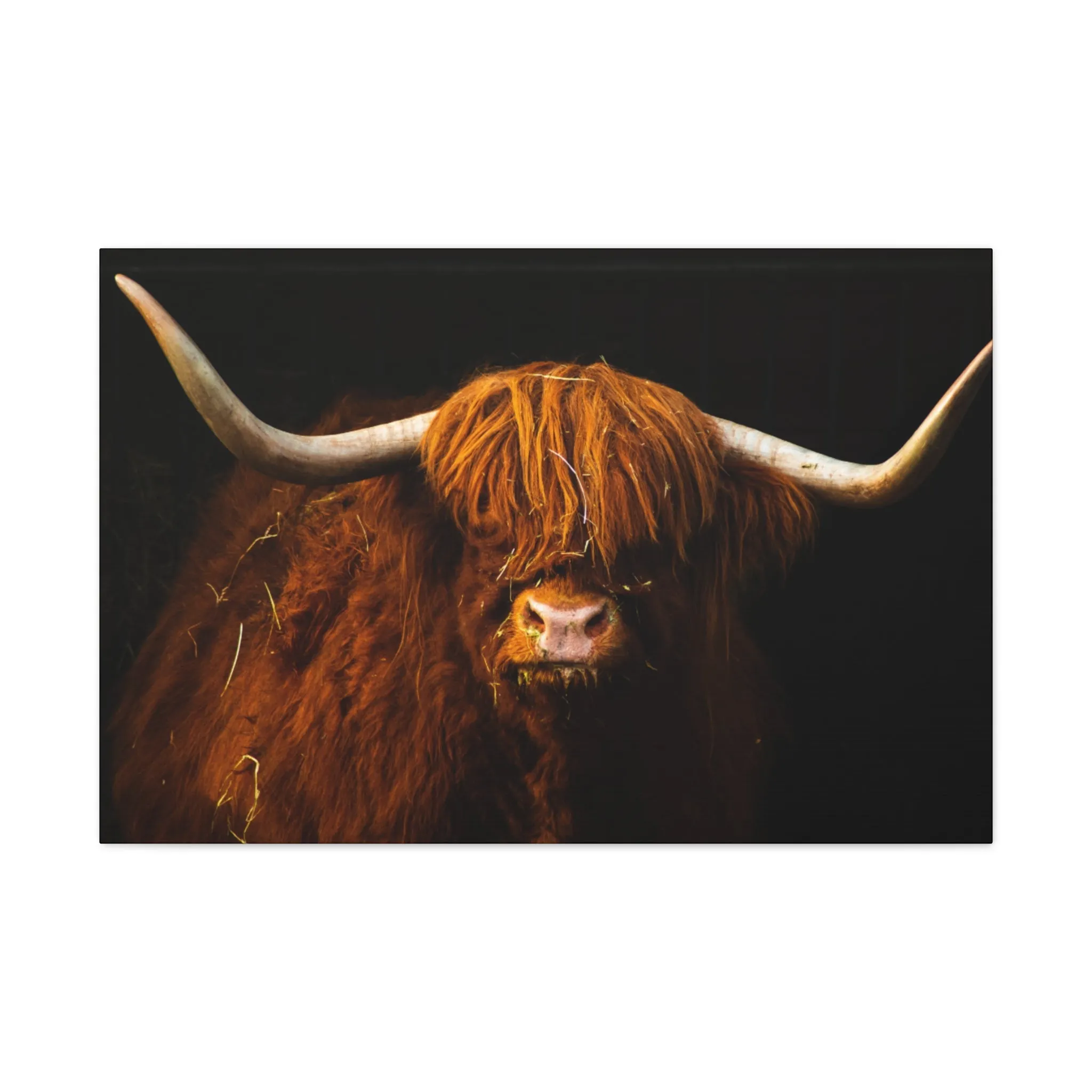 Canvas Gallery Wraps Highland Cow Wall Art