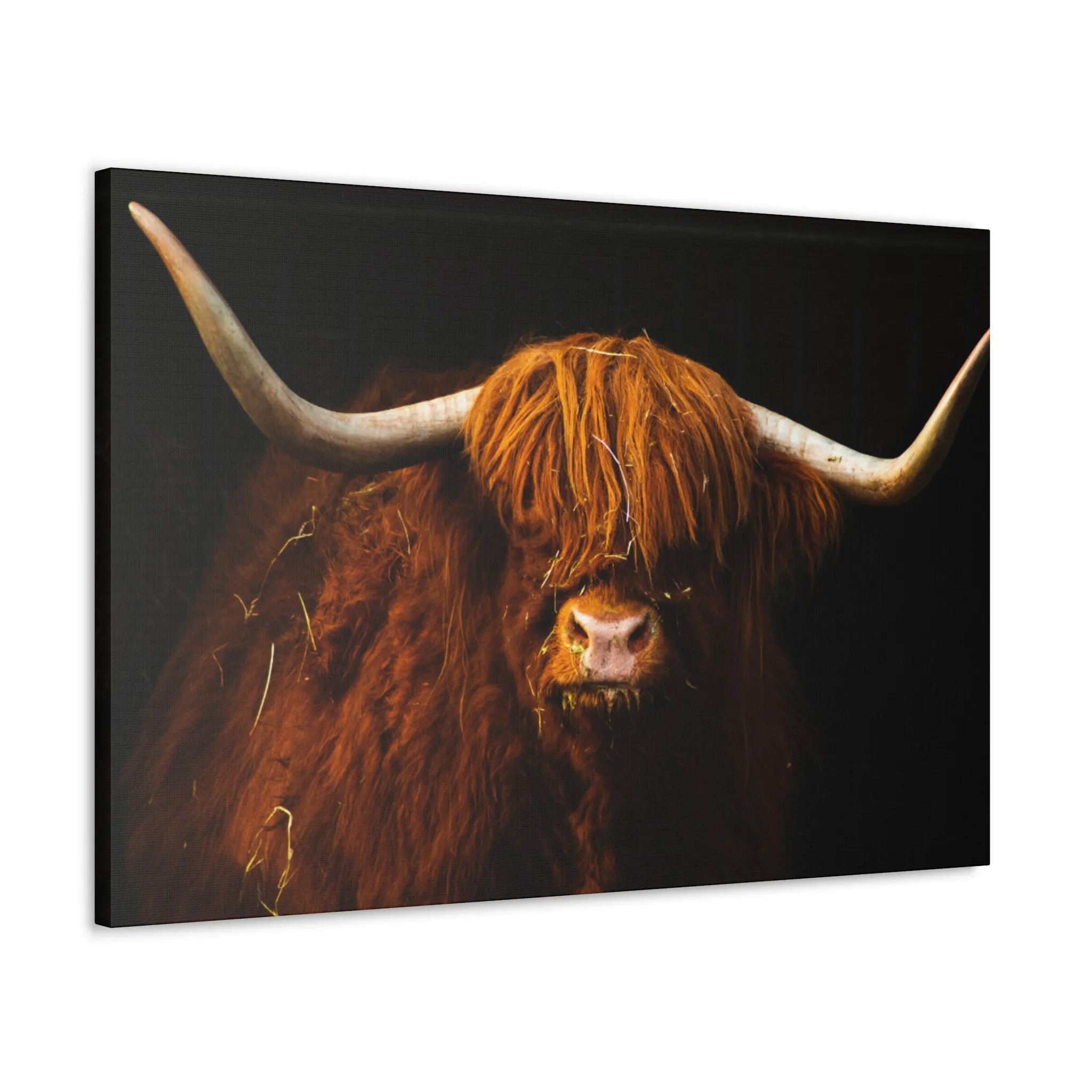 Canvas Gallery Wraps Highland Cow Wall Art