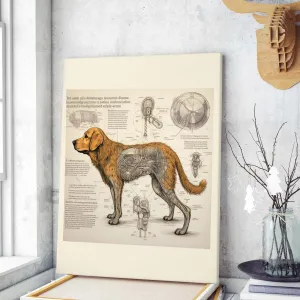 Drawings Golden Retriever 04 Dog Da Vinci Style Vintage Framed Canvas Prints Wall Art Hanging Home Decor