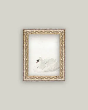 Swan Framed Art Print